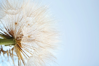 Photo of Dandelion seed head on grey background, close up