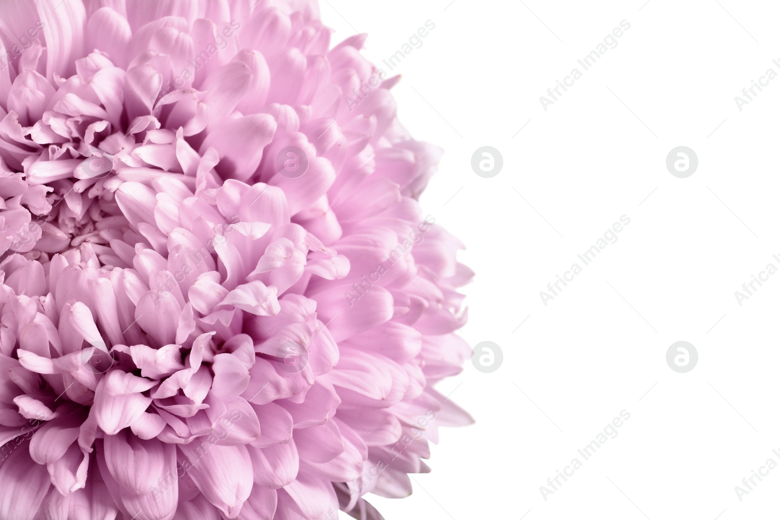 Photo of Beautiful aster flower on white background, closeup