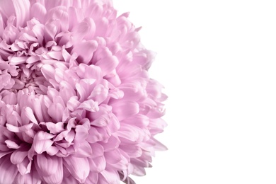 Photo of Beautiful aster flower on white background, closeup