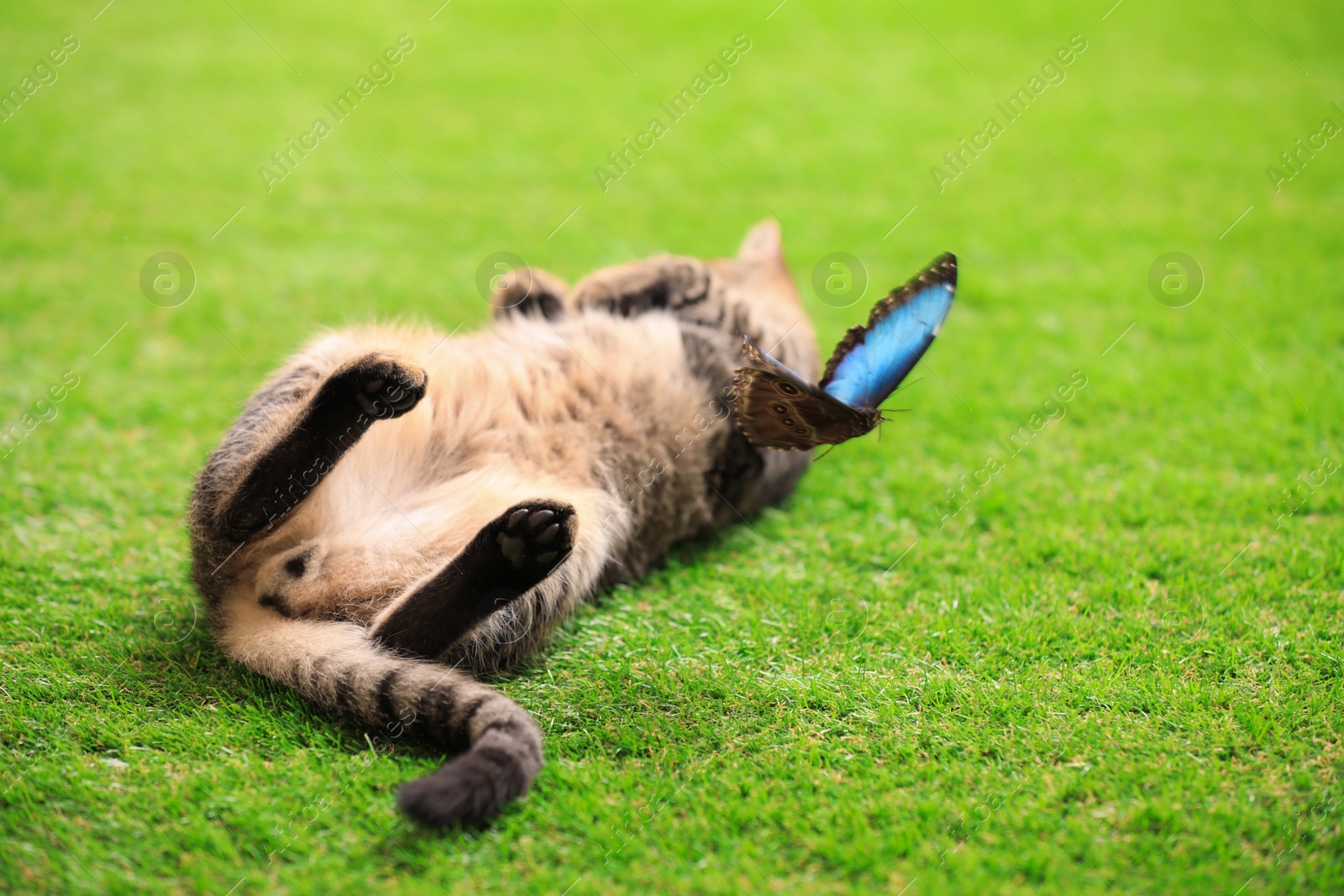 Photo of Cute tabby cat with beautiful Blue Morpho butterfly on green grass