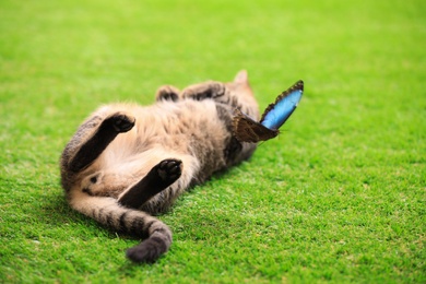 Cute tabby cat with beautiful Blue Morpho butterfly on green grass