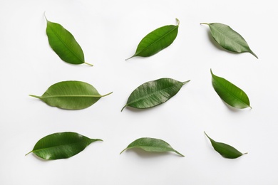 Photo of Fresh green ficus leaves on white background, top view