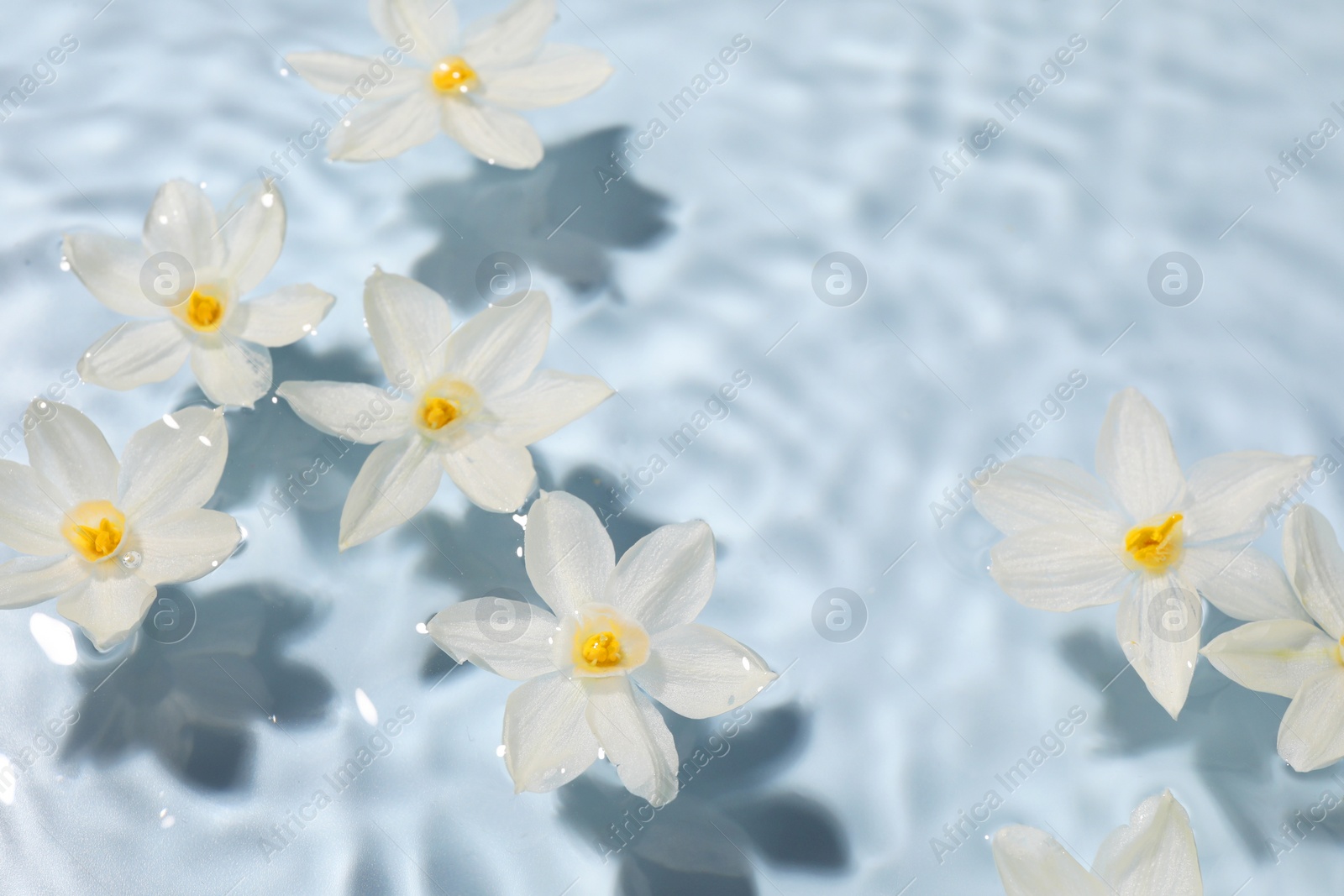 Photo of Beautiful daffodils in water on light blue background. Space for text