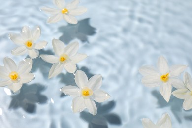 Beautiful daffodils in water on light blue background. Space for text