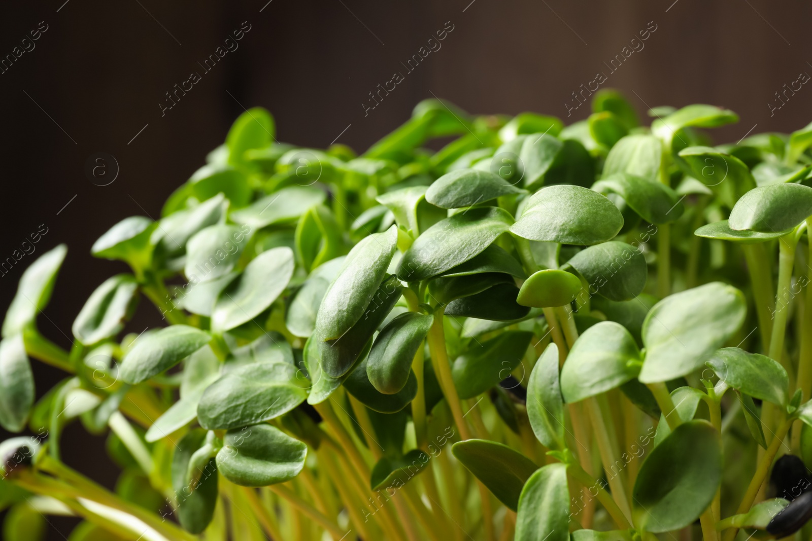 Photo of Leaves of fresh organic microgreen, closeup view