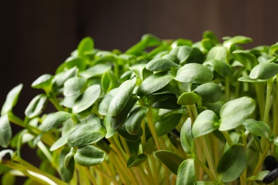 Photo of Leaves of fresh organic microgreen, closeup view