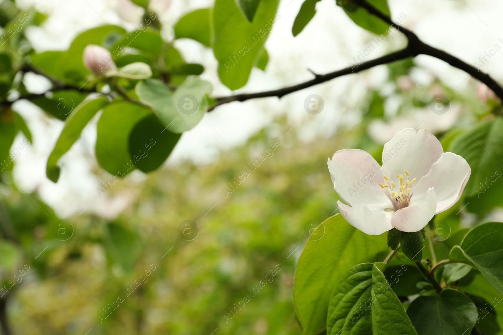 Photo of Blossoming quince tree outdoors, closeup view. Springtime