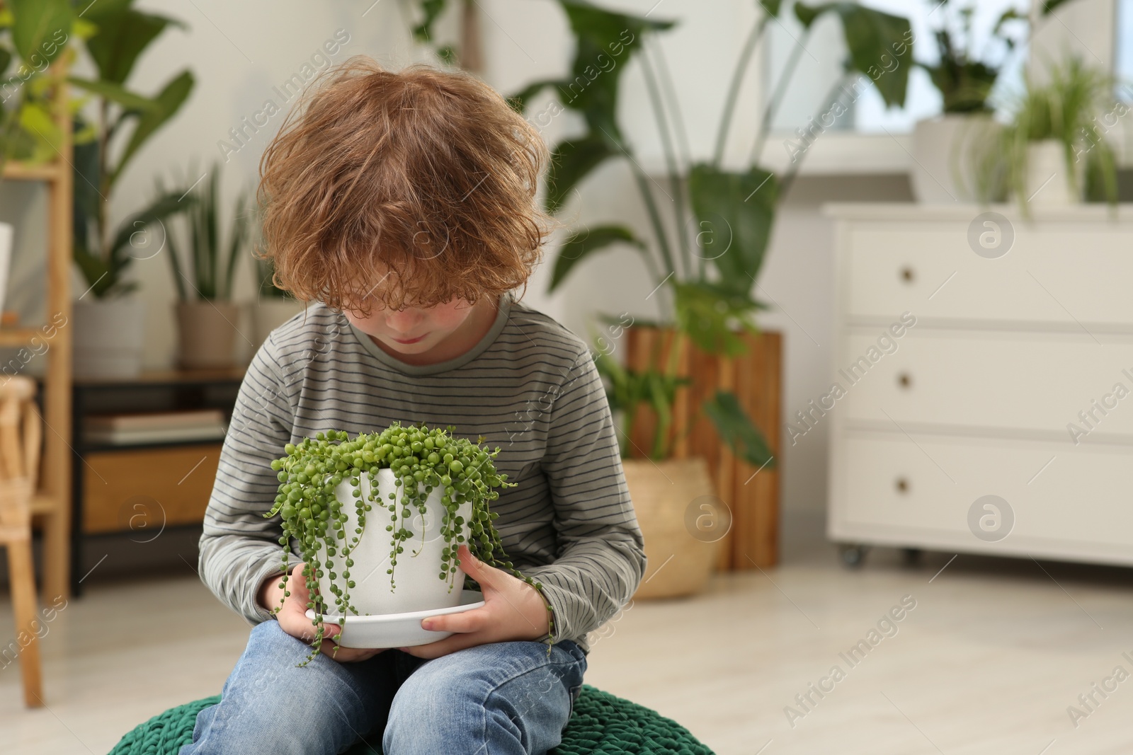 Photo of Cute little boy holding beautiful green plant at home. House decor