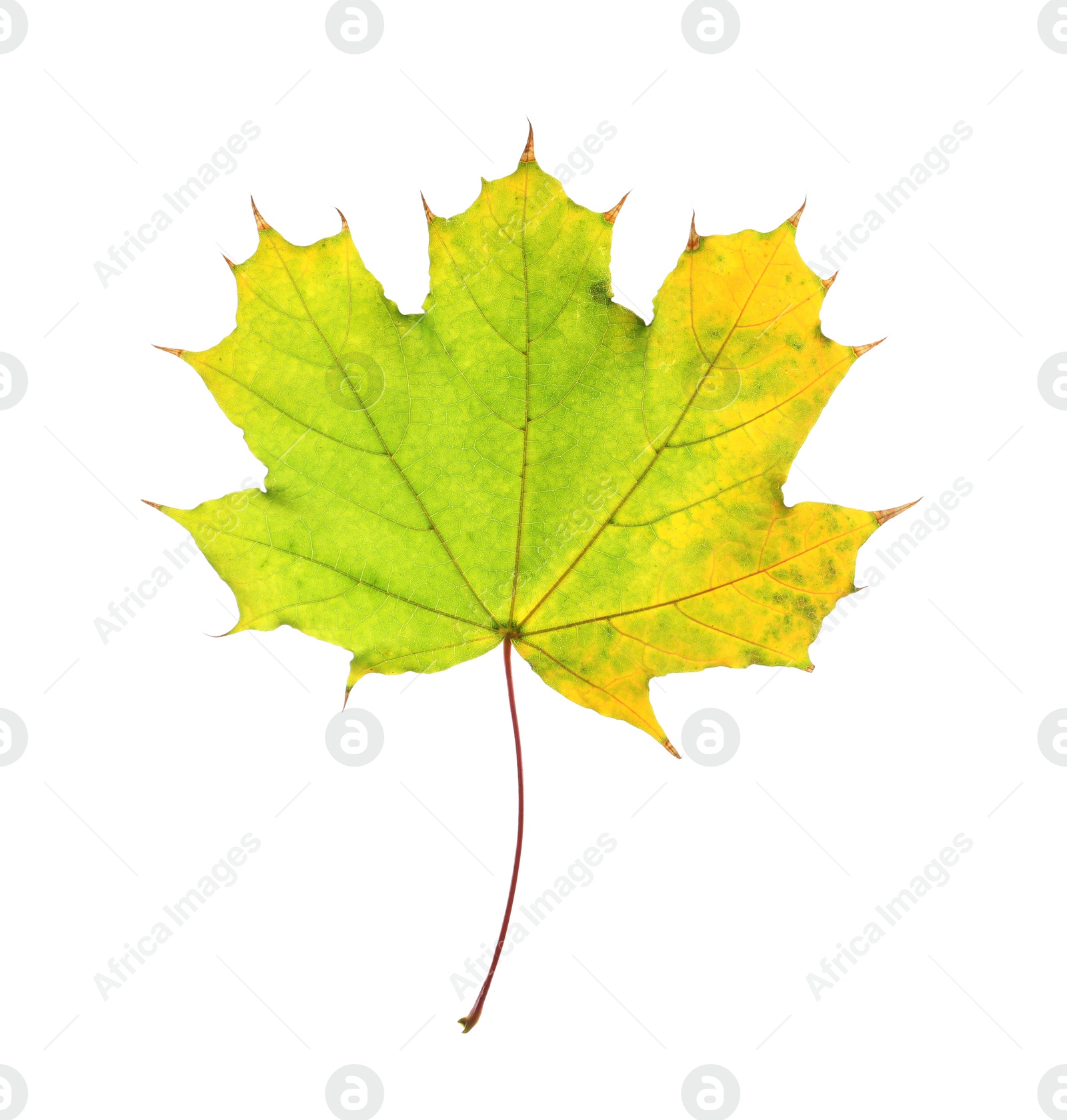 Photo of Beautiful autumn leaf on white background. Fall foliage