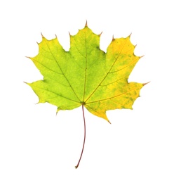 Photo of Beautiful autumn leaf on white background. Fall foliage