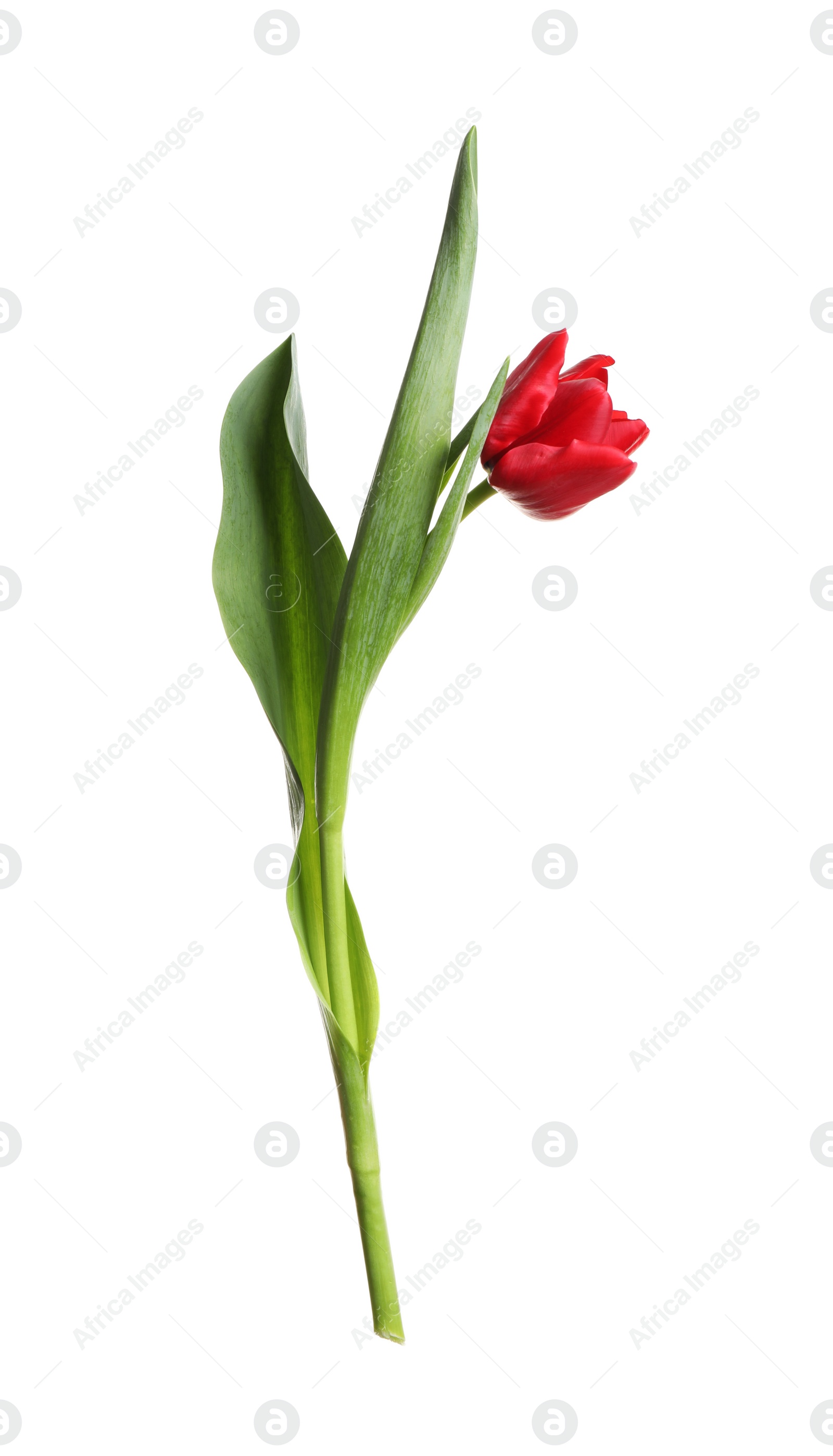 Photo of Beautiful tender spring tulip isolated on white