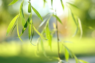 Photo of Beautiful willow tree with green leaves outdoors on sunny day, closeup. Space for text
