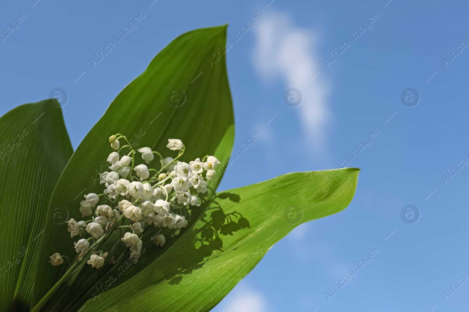 Photo of Beautiful lily of the valley flowers against blue sky, closeup