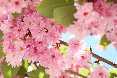 Photo of Beautiful sakura tree with pink flowers outdoors, closeup