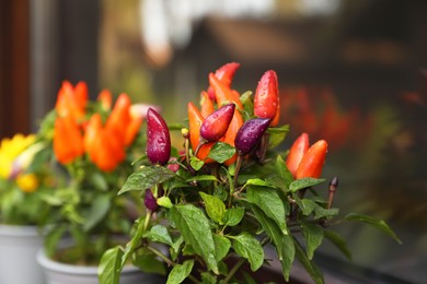 Photo of Capsicum Annuum plants. Potted rainbow multicolor chili peppers outdoors near window, space for text