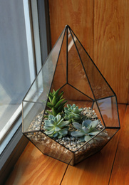 Photo of Florarium with succulents on wooden windowsill indoor