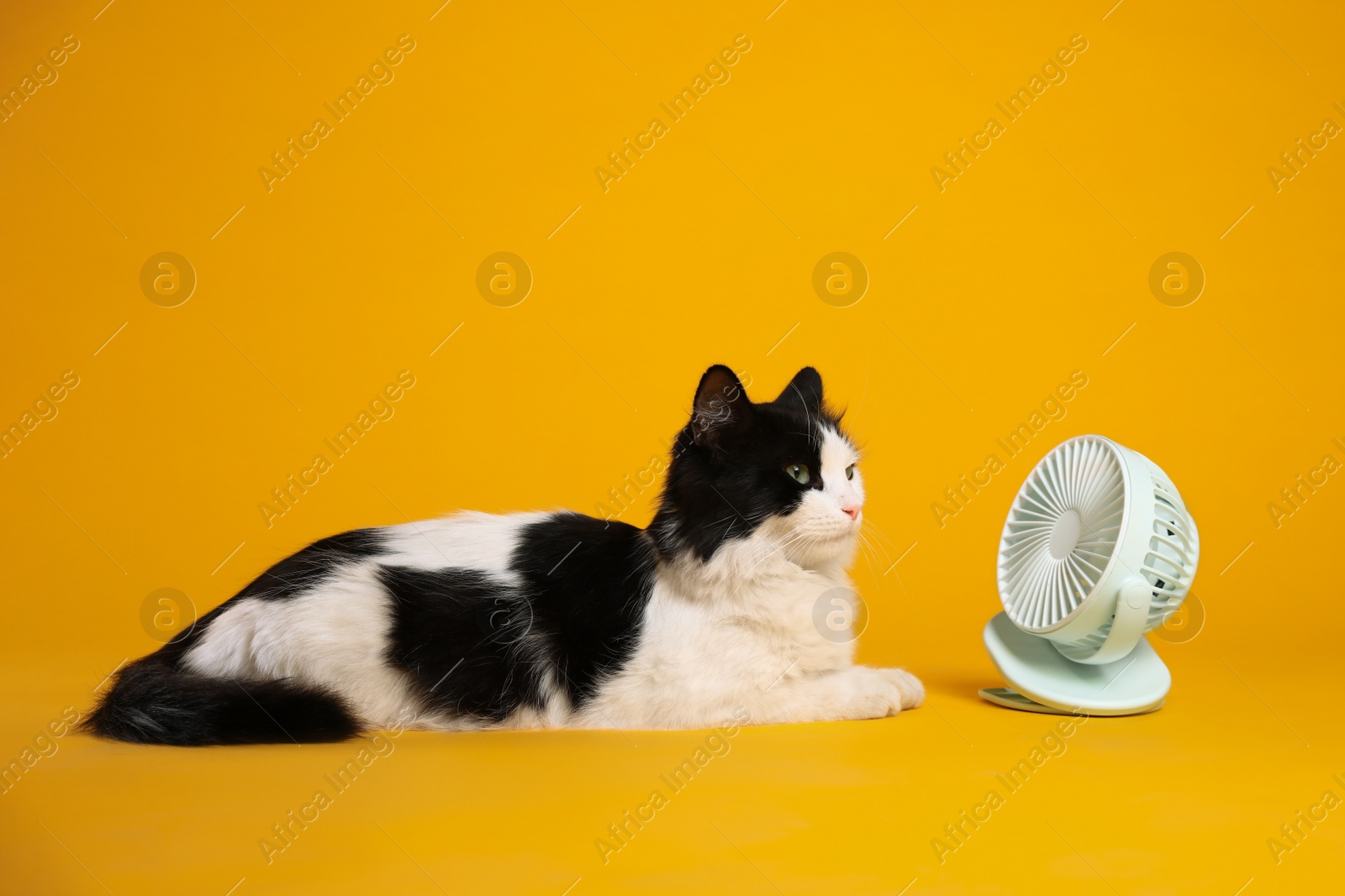 Photo of Cute fluffy cat enjoying air flow from fan on yellow background. Summer heat