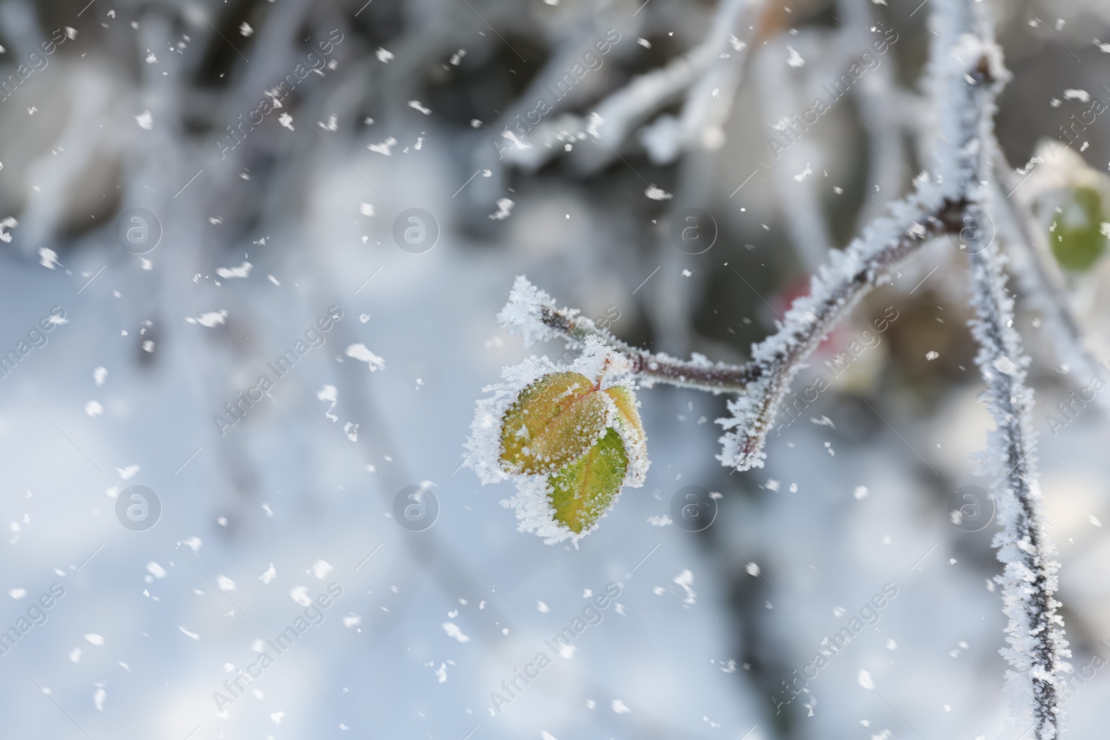 Photo of Frosty tree branch with leaves on snowy day, closeup. Winter season