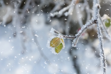 Photo of Frosty tree branch with leaves on snowy day, closeup. Winter season