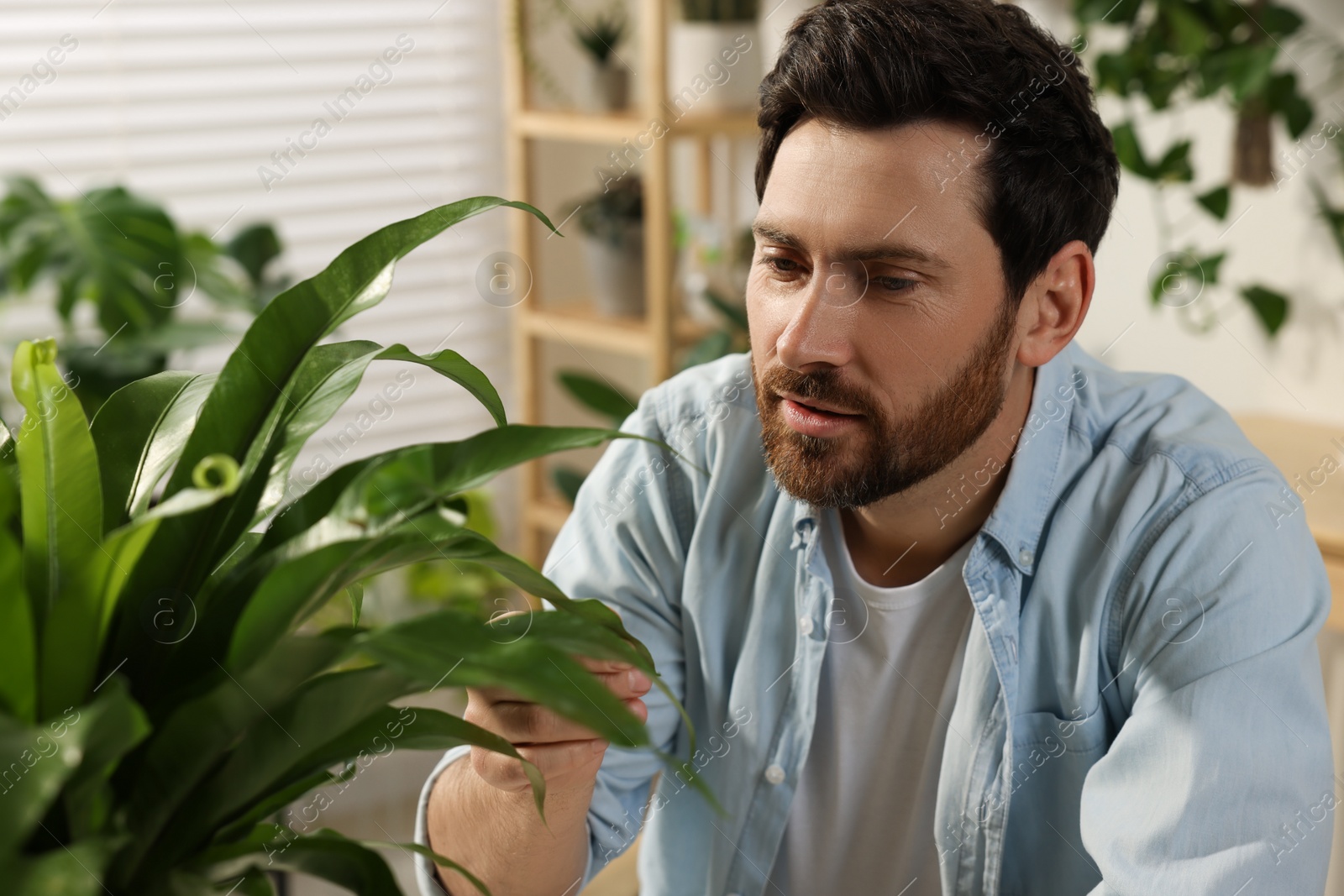 Photo of Man checking leaves of beautiful potted houseplant indoors