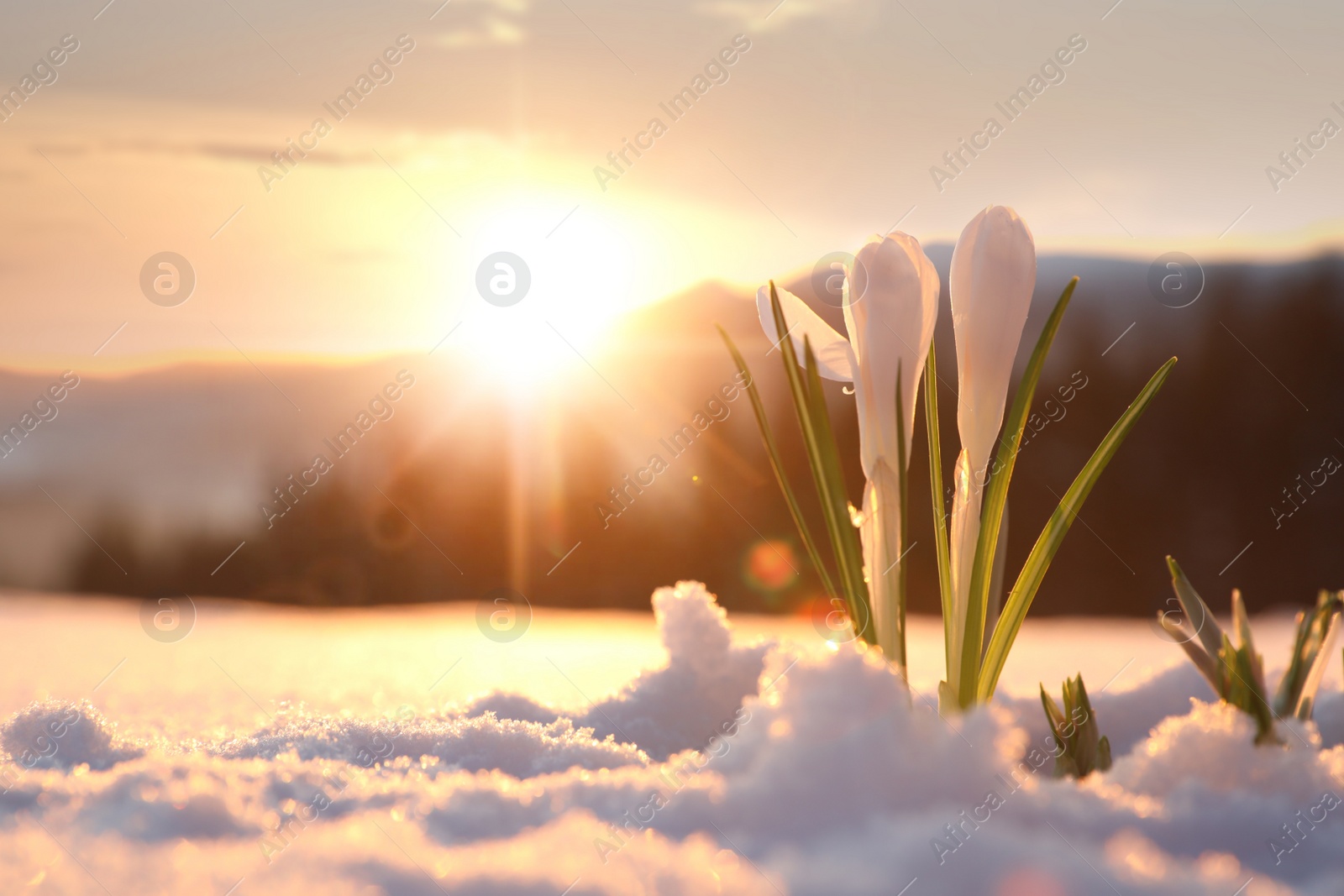 Photo of Beautiful crocuses growing through snow, space for text. First spring flowers