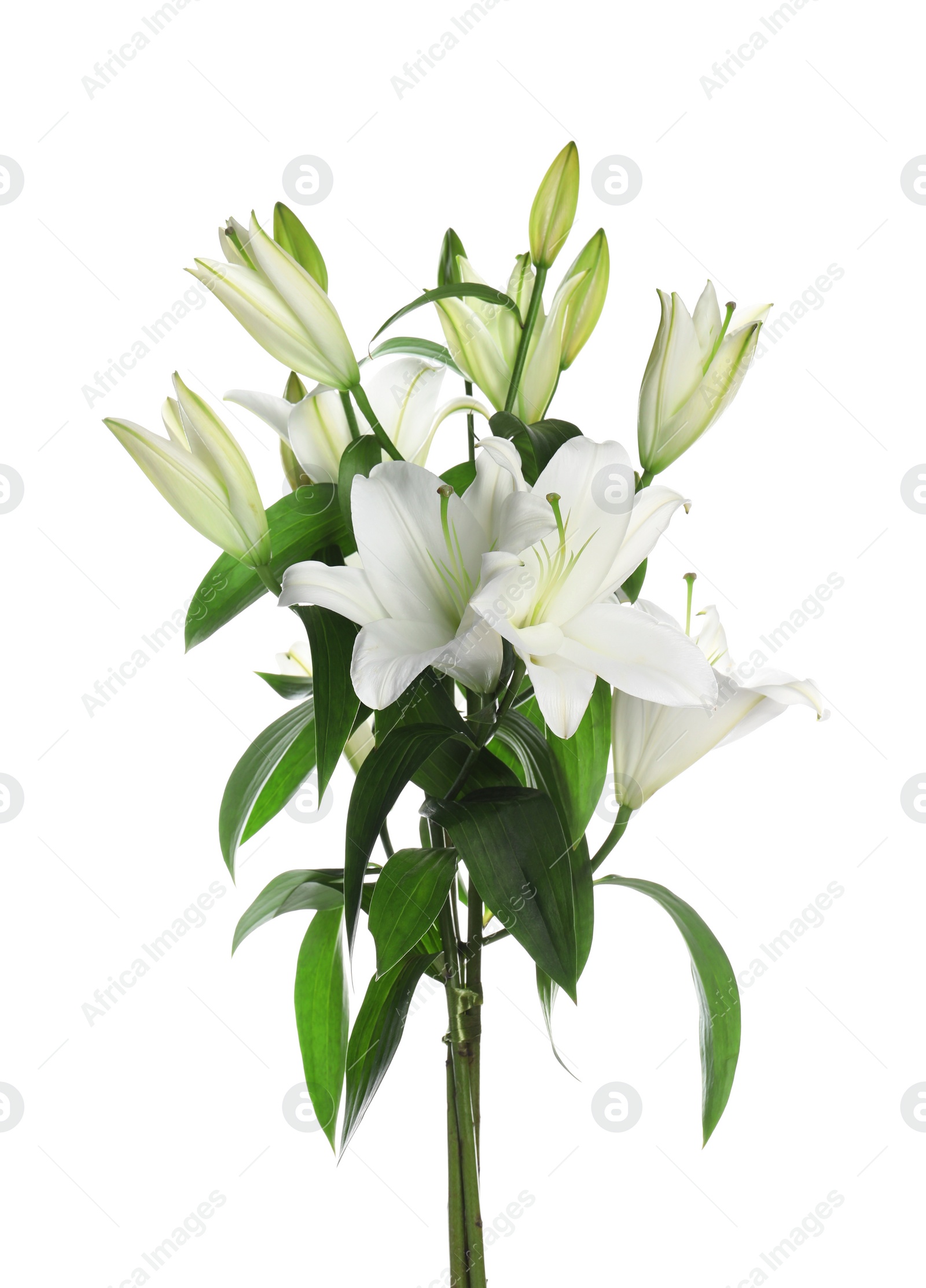 Photo of Beautiful bouquet of lily flowers isolated on white