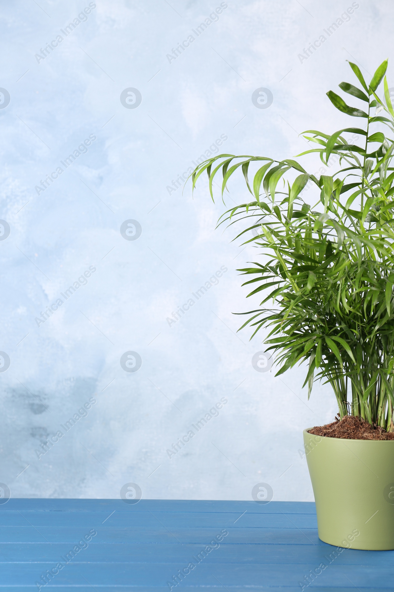 Photo of Beautiful green houseplant in pot on light blue wooden table, space for text