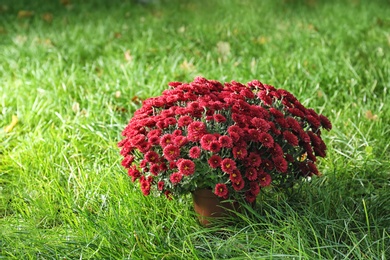 Beautiful colorful chrysanthemum flowers on green grass