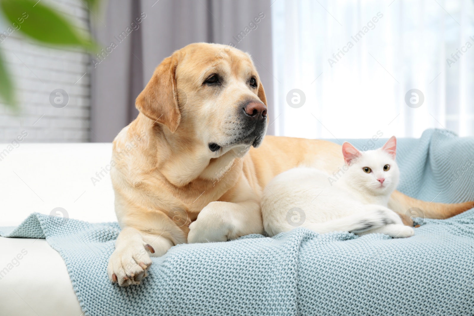 Photo of Adorable cat looking into camera and lying near dog on sofa indoors. Friends forever