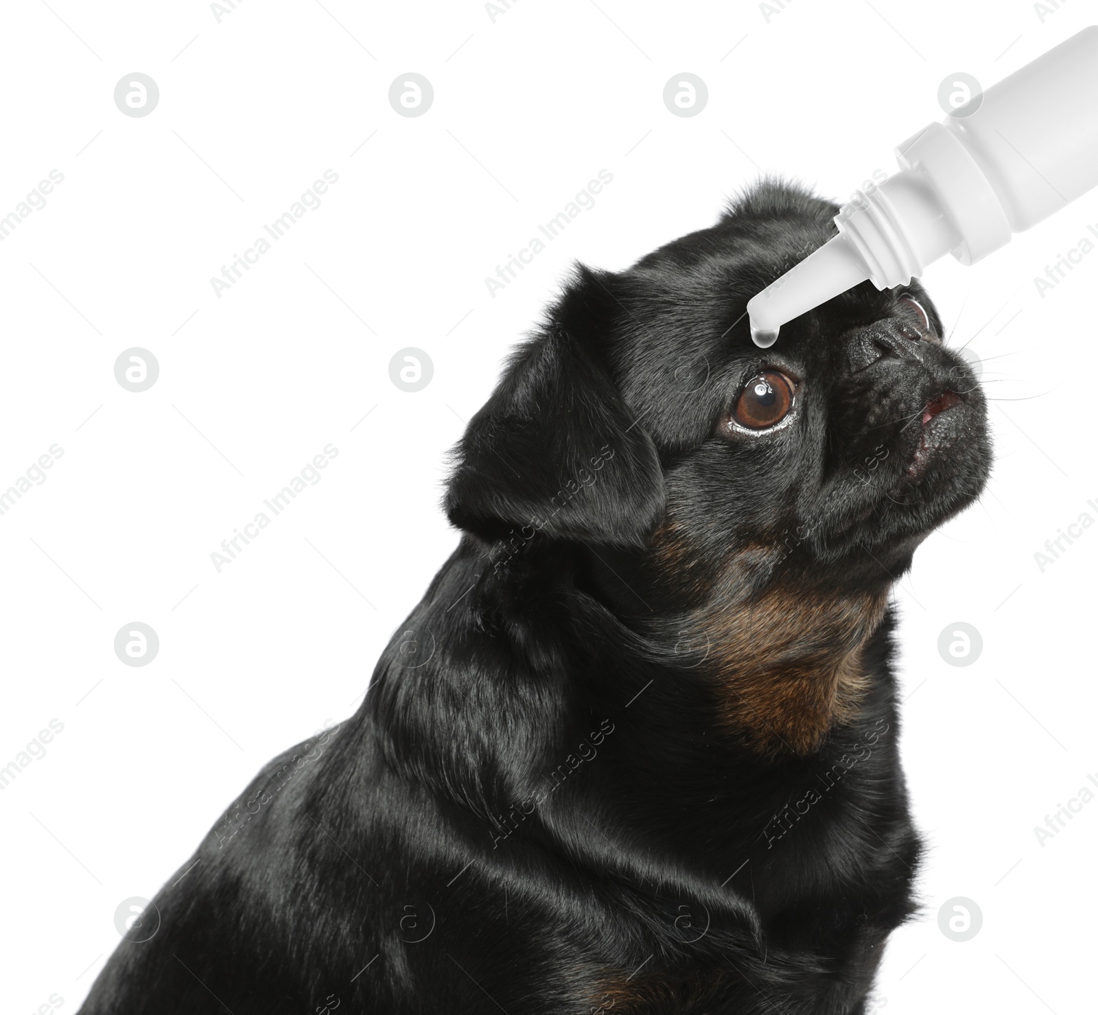 Image of Giving medical drops to cute dog on white background