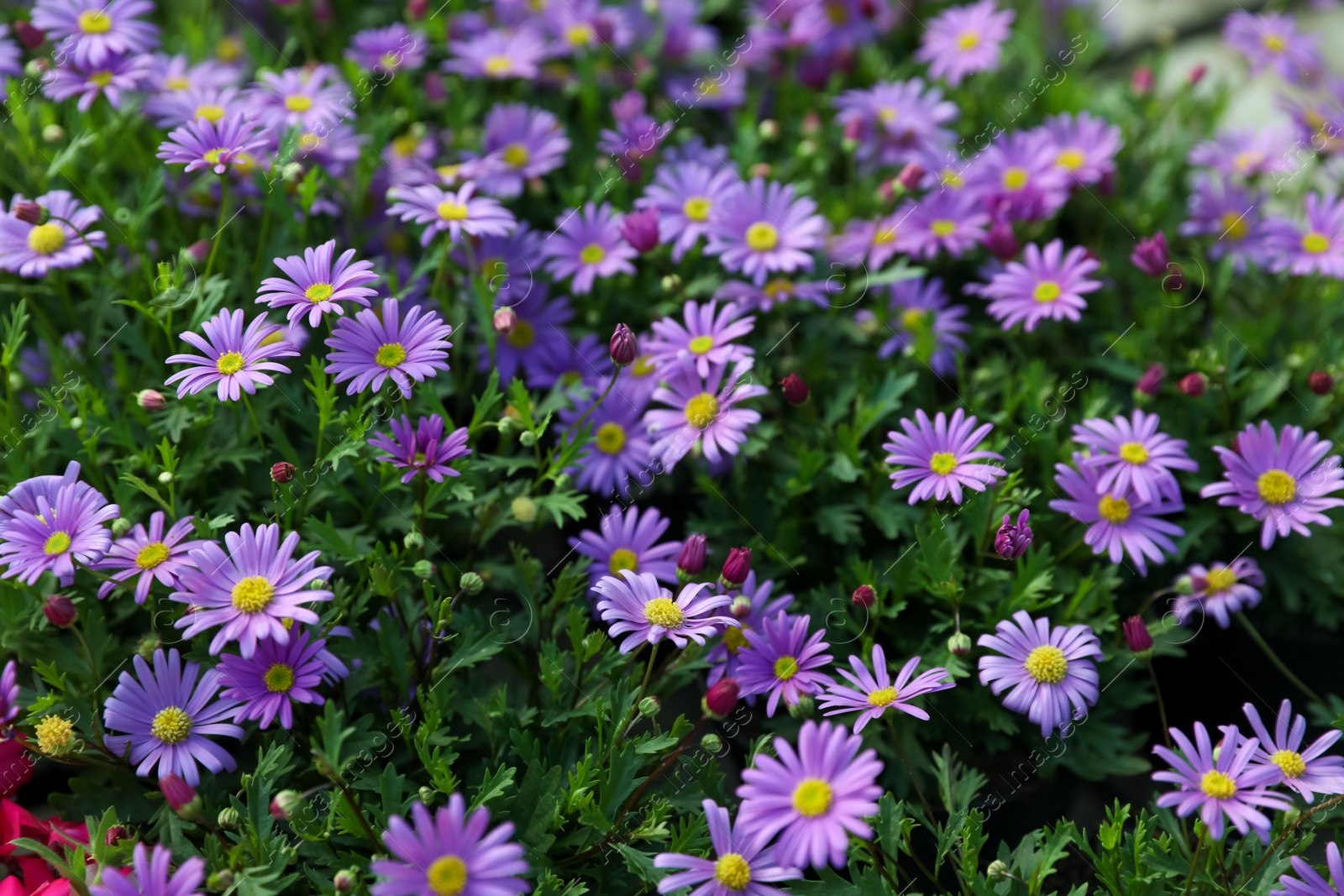 Photo of Beautiful blooming rock daisy plants as background, closeup