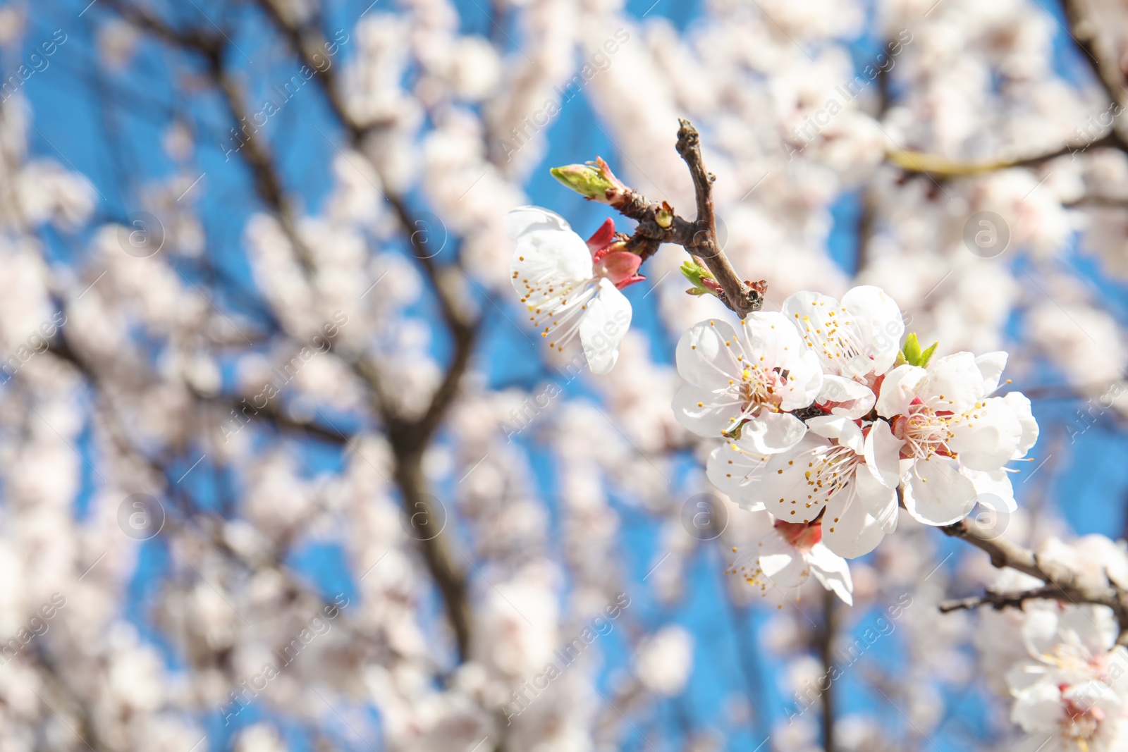 Photo of Closeup view of blossoming apricot tree on sunny day outdoors. Springtime