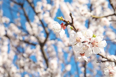 Closeup view of blossoming apricot tree on sunny day outdoors. Springtime