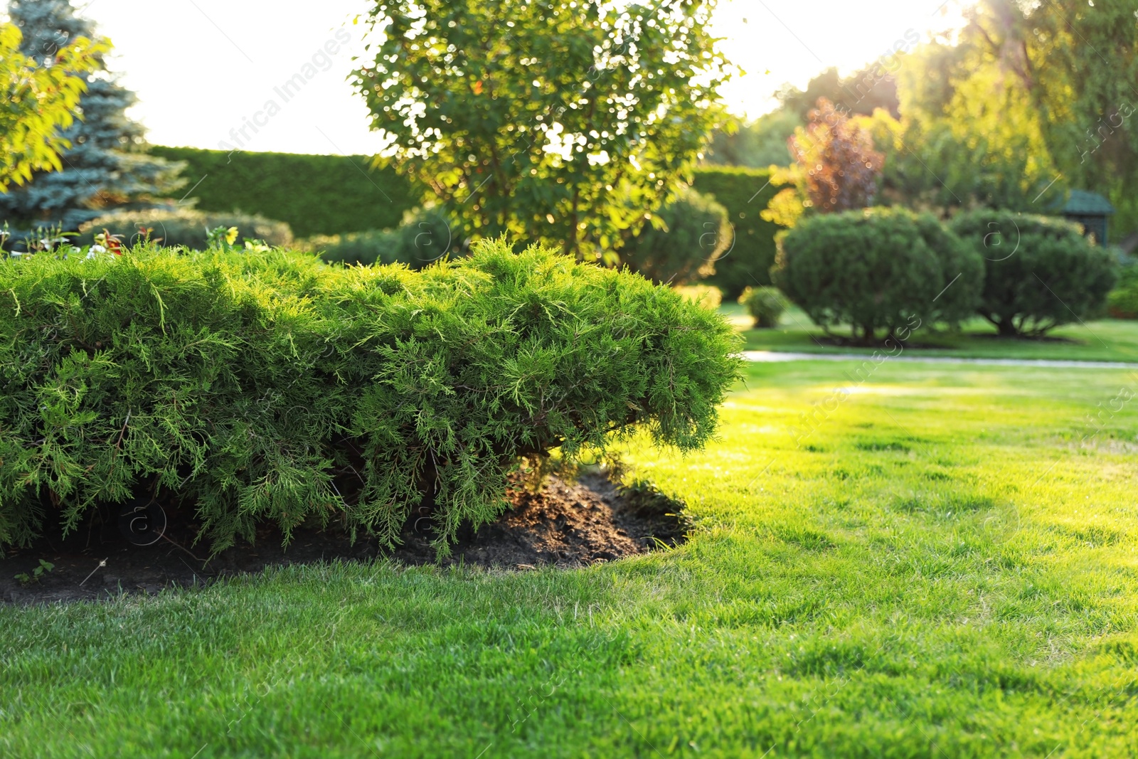 Photo of Beautiful landscape with green bushes in garden on sunny day