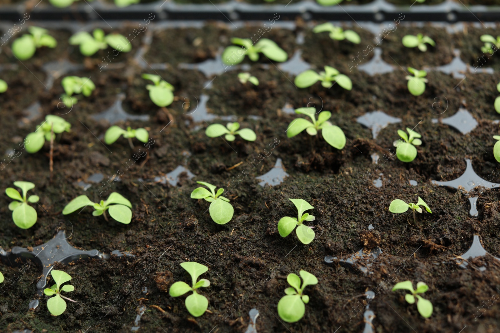 Photo of Many fresh seedlings growing in cultivation tray, closeup