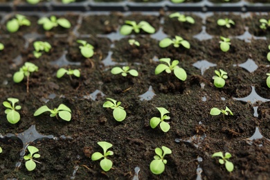 Many fresh seedlings growing in cultivation tray, closeup