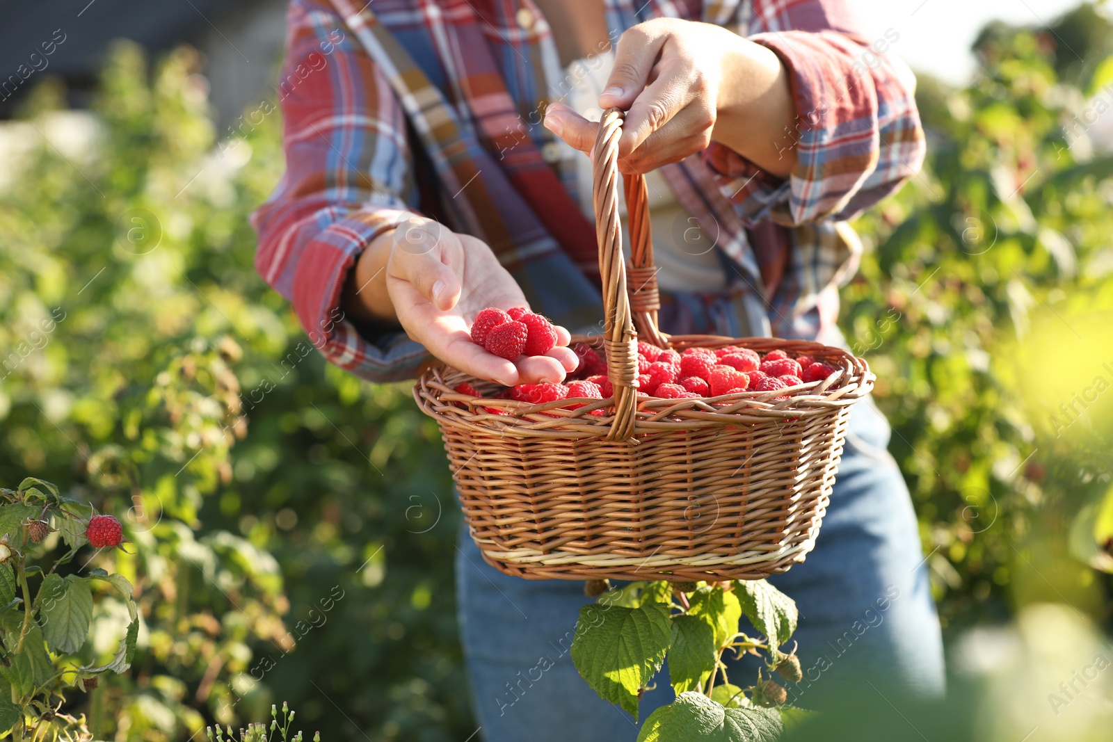 Photo of Woman holding wicker basket with ripe raspberries outdoors, closeup