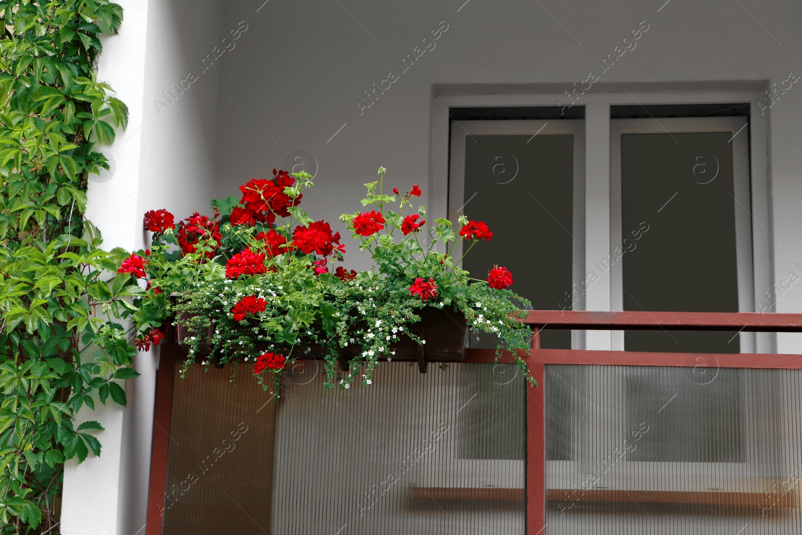 Photo of Balcony decorated with beautiful blooming potted flowers