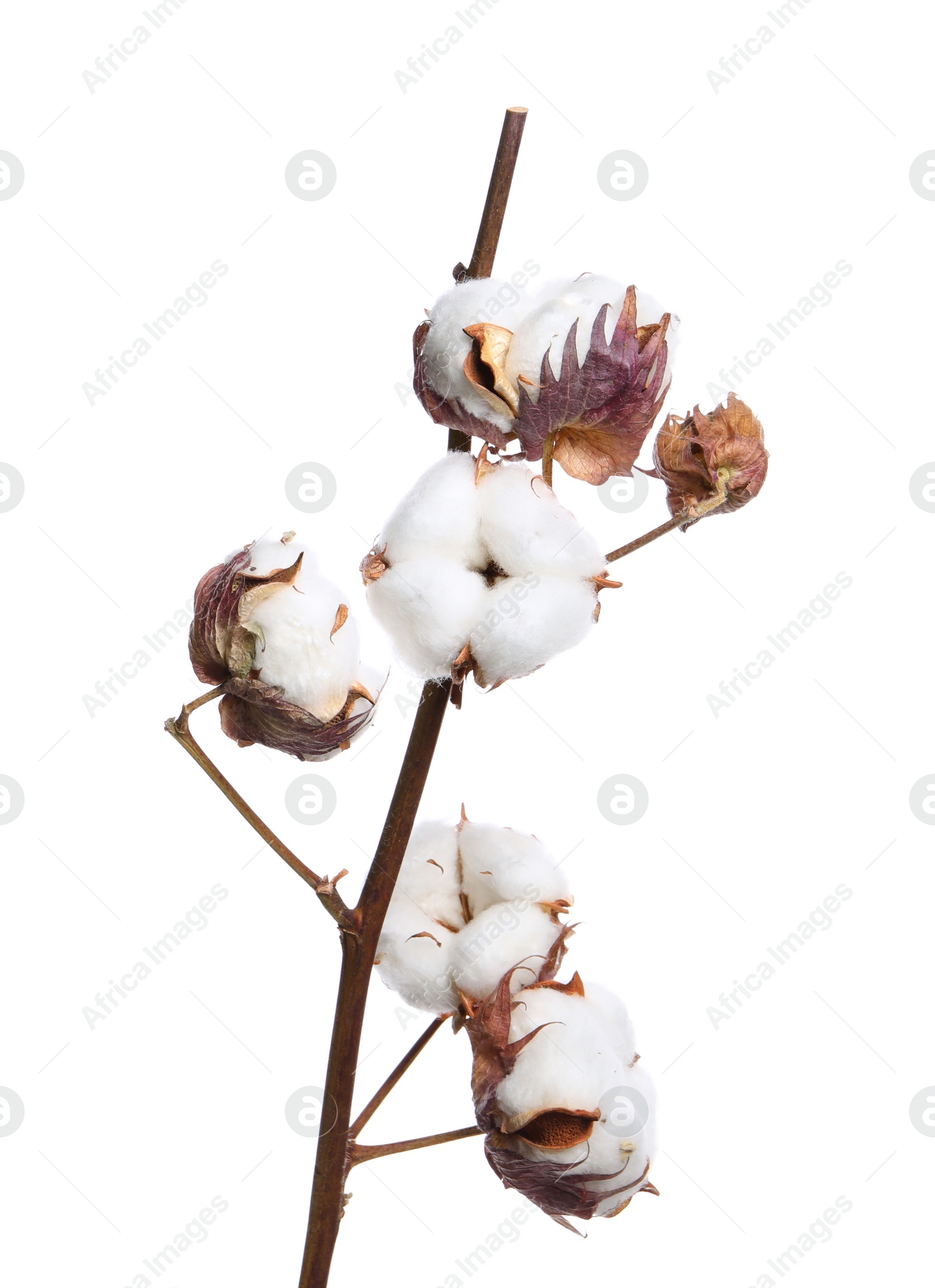 Photo of Dried cotton branch with fluffy flowers isolated on white