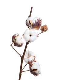 Dried cotton branch with fluffy flowers isolated on white