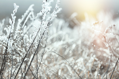 Photo of Dry grass covered with hoarfrost outdoors in early winter morning