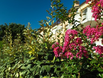 Blooming bush with beautiful flowers on sunny day