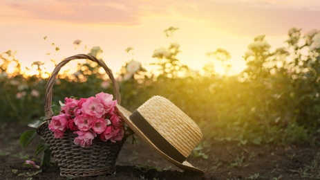 Photo of Straw hat and wicker basket with roses in field