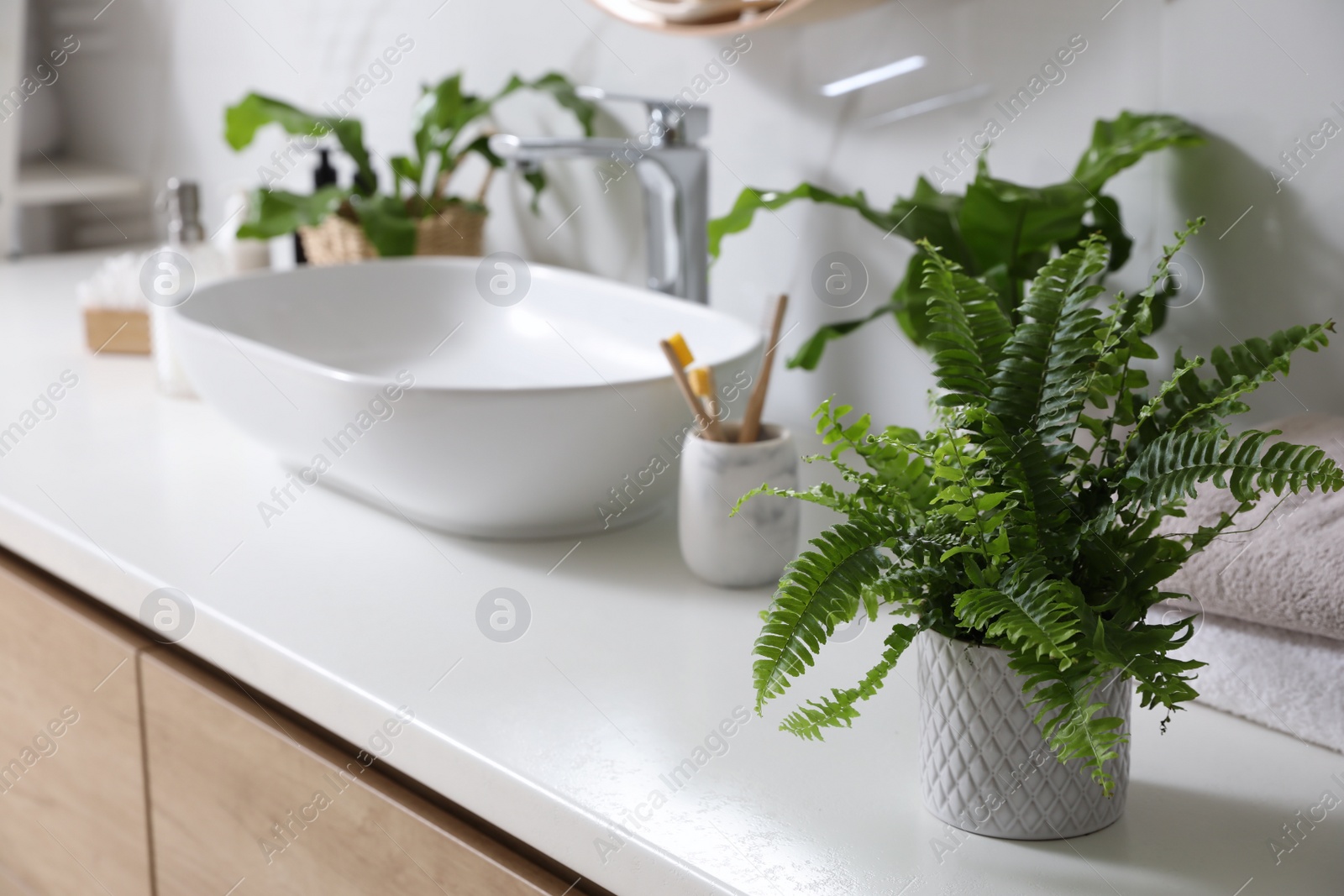 Photo of Beautiful green ferns, towels and toothbrushes on countertop in bathroom, space for text