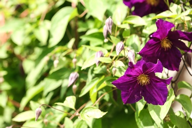 Beautiful spring flowers in garden on sunny day. Space for text