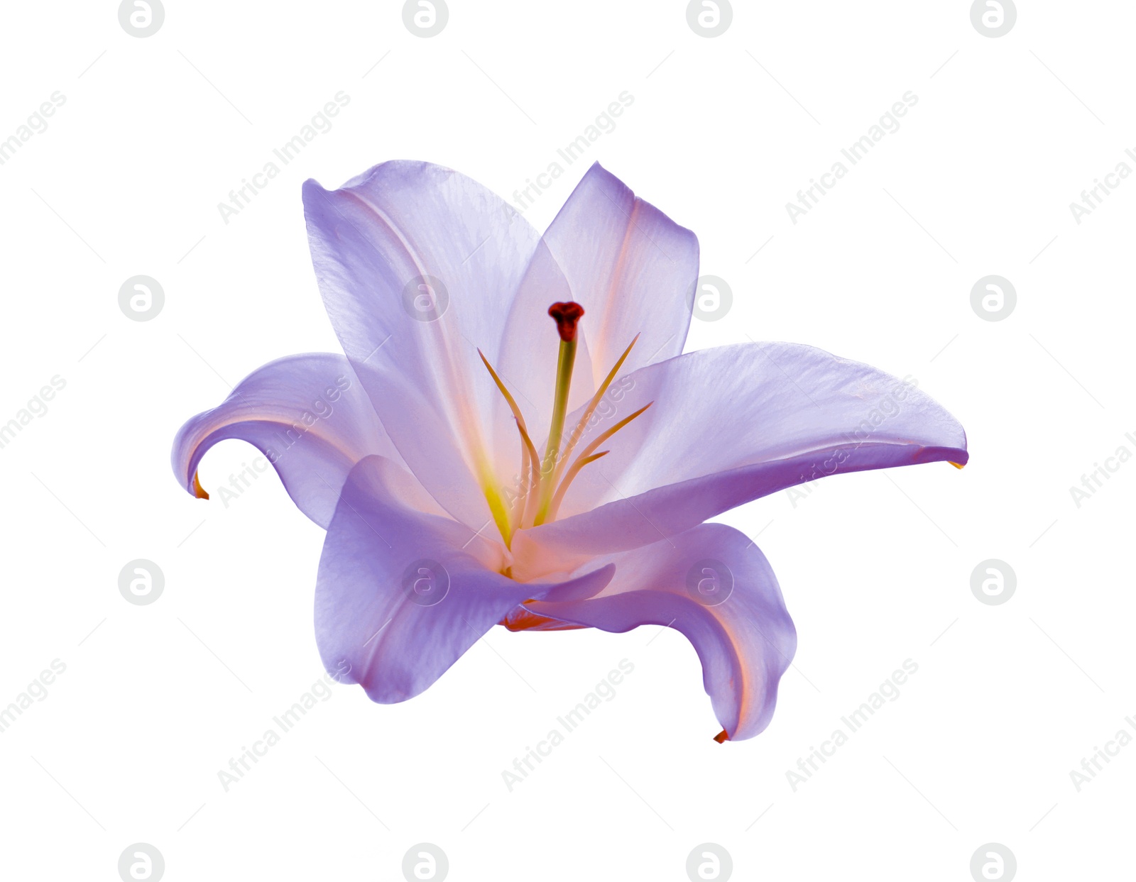 Image of Amazing colorful lily flower isolated on white