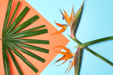 Photo of Creative flat lay composition with tropical leaf and strelitzia flowers on color background