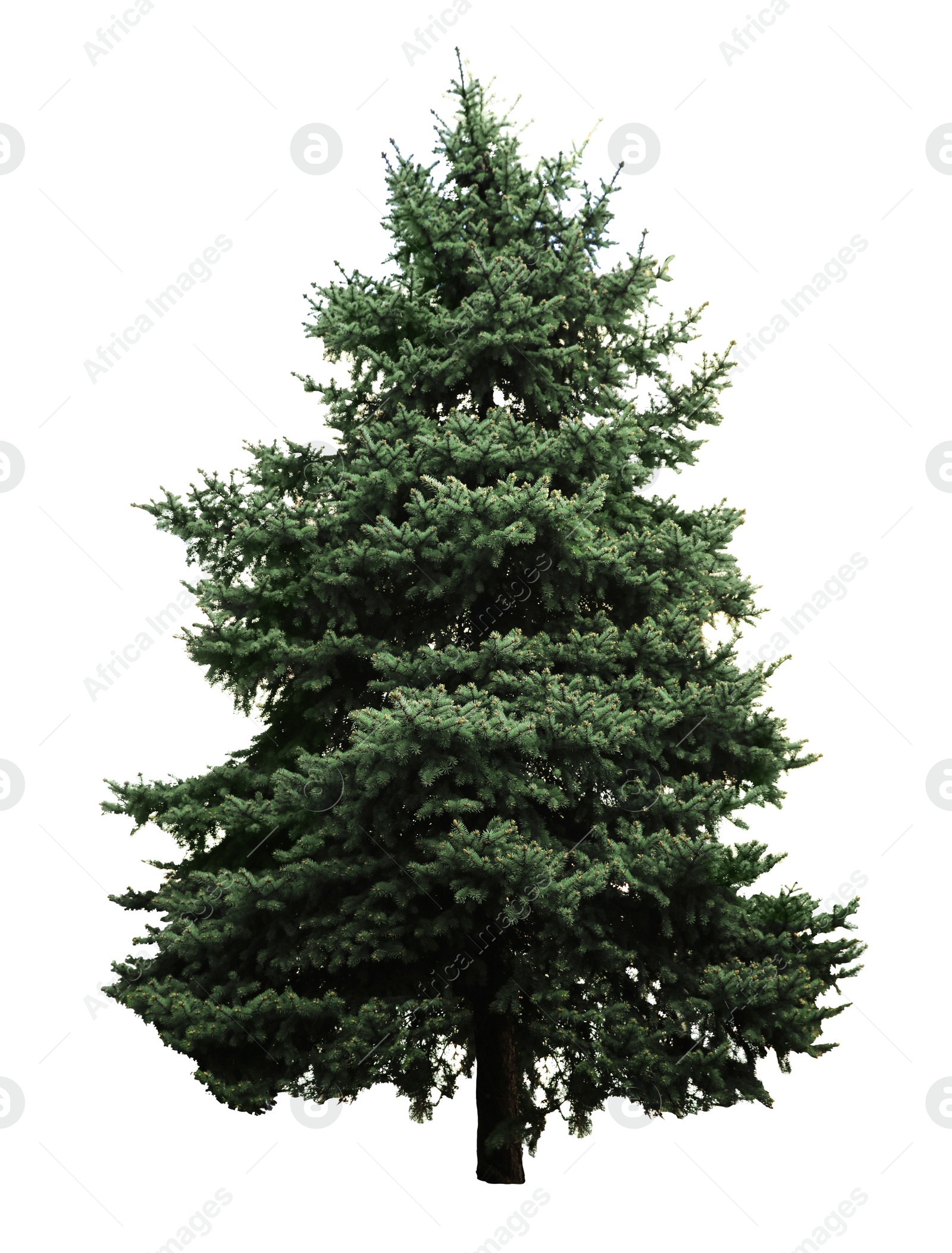 Image of Beautiful evergreen fir tree on white background