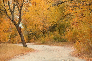 Photo of Trees and bushes with colorful leaves on autumn day