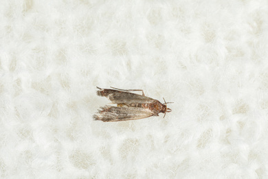 Photo of Common clothes moth (Tineola bisselliella) on white knitted fabric, top view